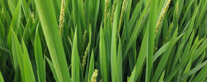 稻的茎有什么特点，附水稻的种植方法