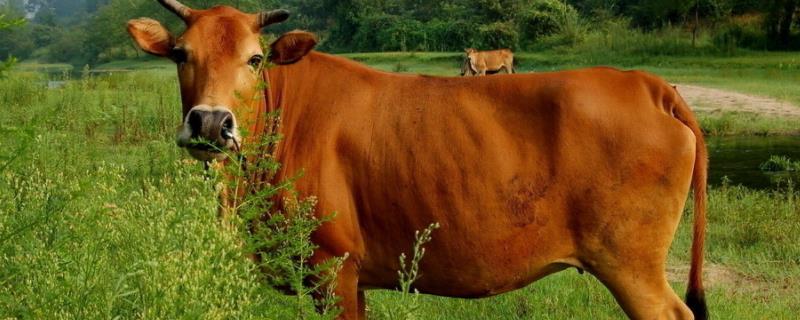 牛头能出多少斤肉，牛头有淋巴结吗