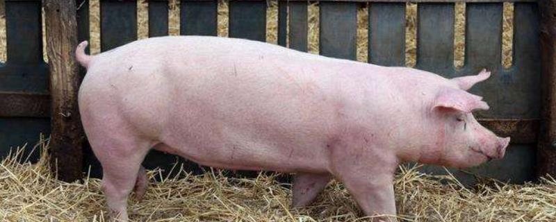 猪低温不吃食是什么原因，如何防治