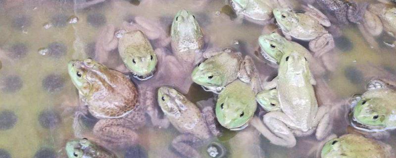 牛蛙为什么是生态杀手，牛蛙一般以什么为食