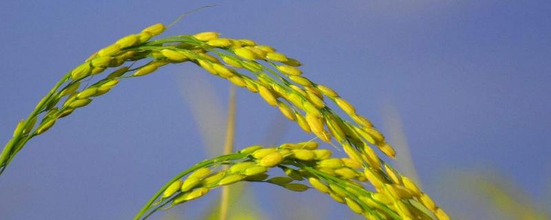 对水稻有特殊作用的有益元素是，有益元素是什么，常见的有哪些