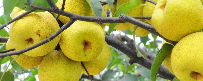 防止梨果病虫害，常见的病虫害有哪些