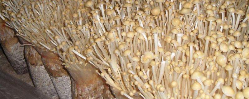 培养优质金针菇必须的因素，金针菇的栽培方法
