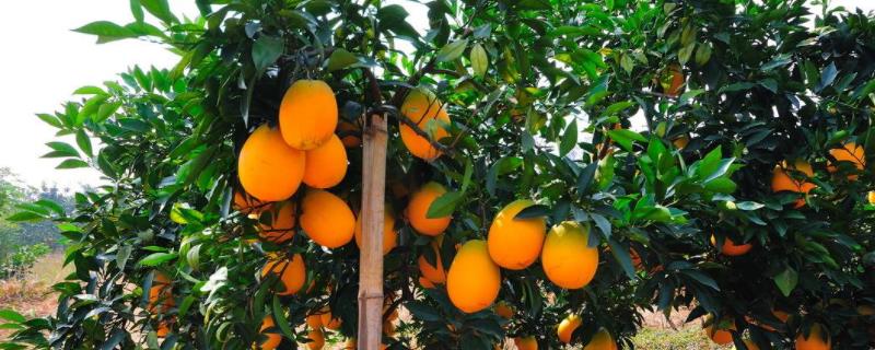 脐橙种植与管理技术，脐橙可以保存多久