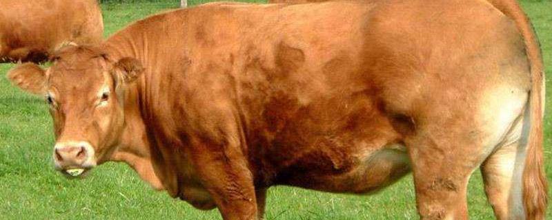 一头牛有多重，附牛的寿命