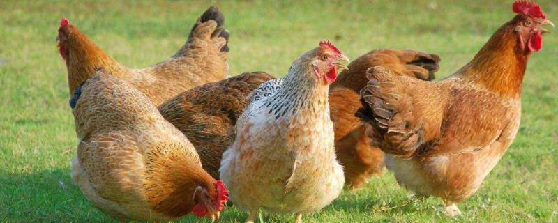 鸡一天不喂会饿死吗，附养殖方法