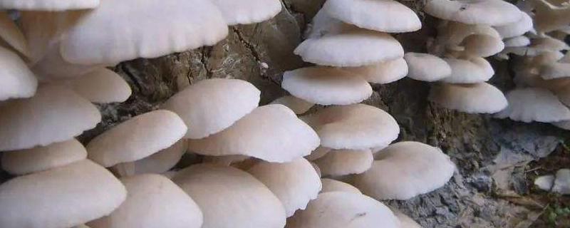 冬季平菇接种什么温型，平菇种植方法