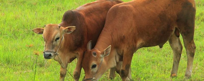 牛的寿命一般有多长，养牛一般要办理哪些手续