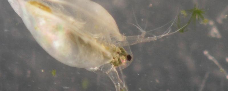 鱼虫怎么在家繁殖，鱼虫是什么东西