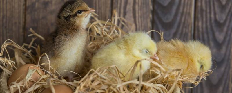 孵化小鸡的技术和方法，孵化小鸡要多少天