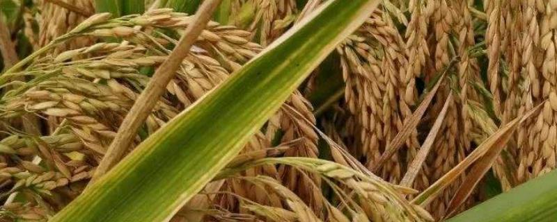 水稻可以在海拔多少米生长，附种植方法