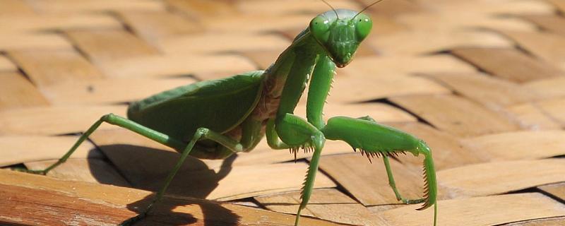螳螂能活多久，螳螂是益虫还是害虫