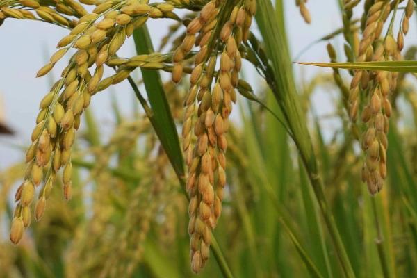 水稻种子高产的有什么品种
