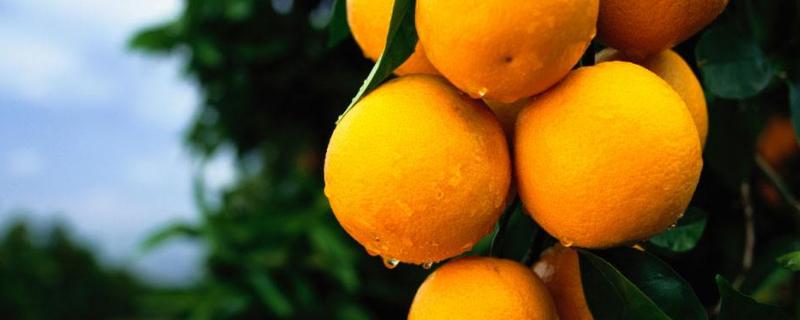 脐橙一年打药表，附种植方法