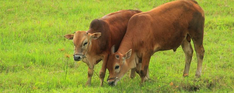 育肥牛喂什么饲料肥得快，牛喜欢吃什么食物