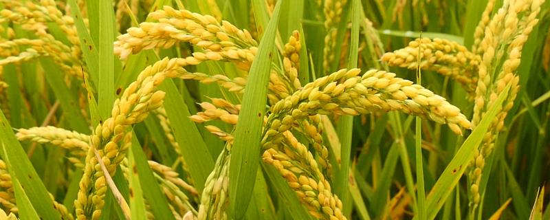 水稻的介绍，水稻一年最多几季