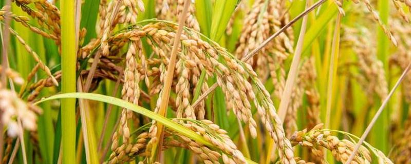 拔节孕穗期，是什么阶段，水稻的繁殖方式