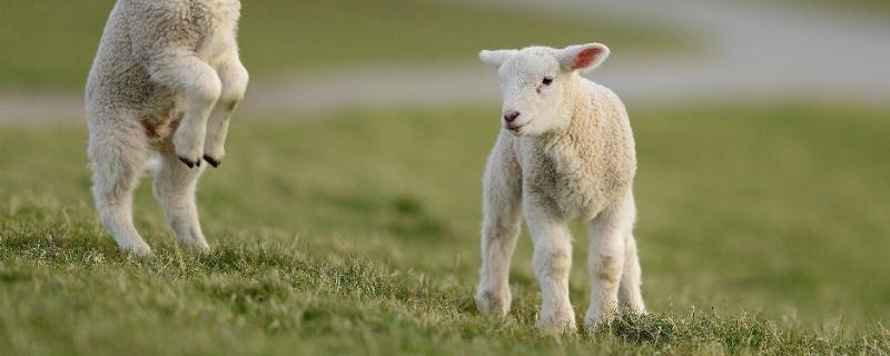 小羊羔多少天可以喂饲料，小羊羔是指多大的羊