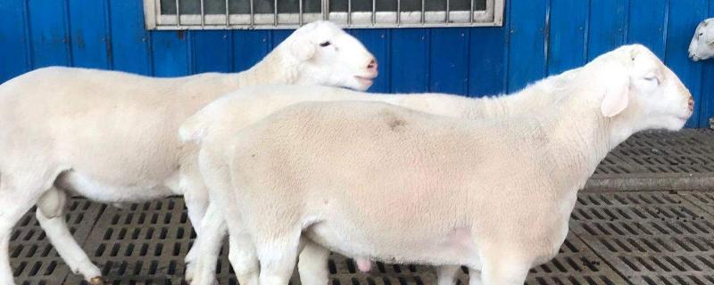 母羊多胎多羔技术，母羊产羔前有什么征兆