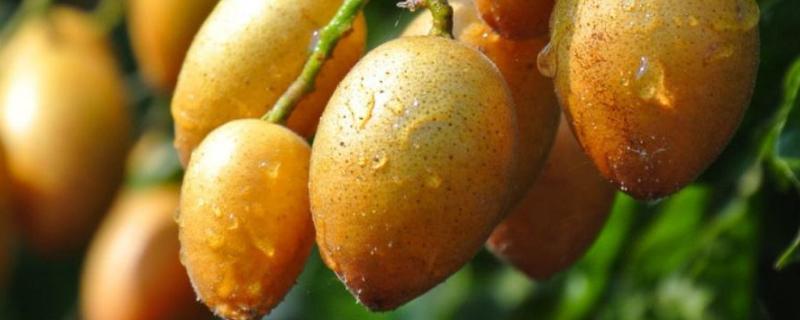 黄皮果树的栽培与管理，黄皮是什么季节的水果