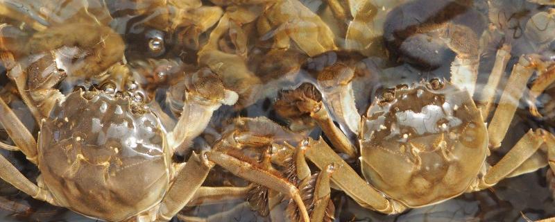 大闸蟹怎么养，大闸蟹和河蟹的区别