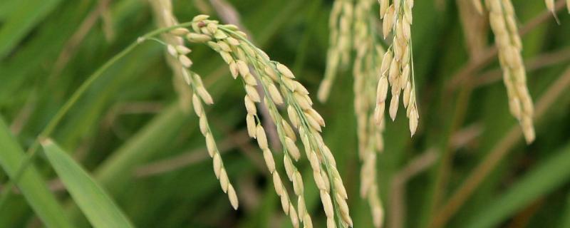 杂交水稻是什么，是如何杂交出来的