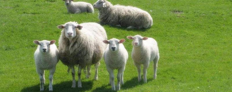 母羊产后的饲喂方法，母羊产羔前有什么征兆