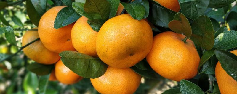 柑橘经济栽培区集中在哪里，附柑橘的栽培技术