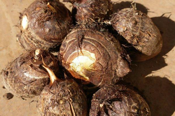 荔浦芋头种植技术与管理，适合在哪些地区种植