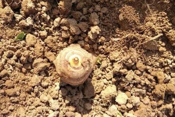 荔浦芋头种植技术与管理，适合在哪些地区种植