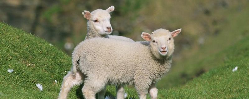 养羊种植什么牧草，养羊是育肥好还是繁殖好