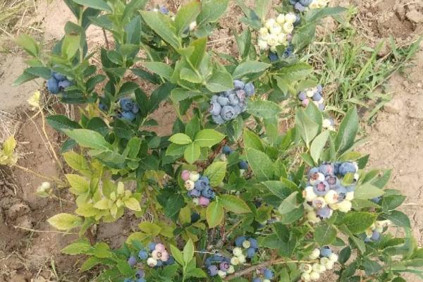 奥尼尔蓝莓特点介绍，附种植方法