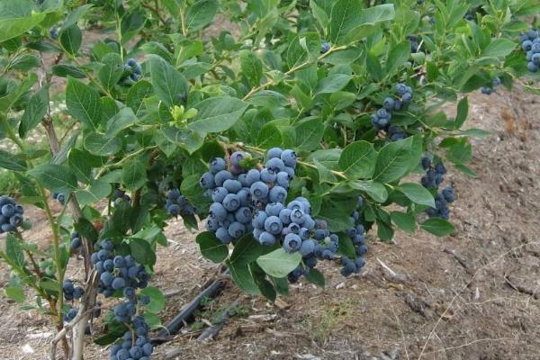 奥尼尔蓝莓特点介绍附种植方法