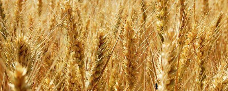 小麦啥时候追肥好，小麦一年种几季
