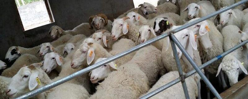 育肥羊一天吃多少精料，育肥羊是公羊还是母羊