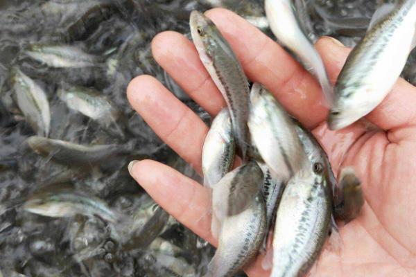 淡水鲈鱼的养殖方法，淡水鲈鱼和海鲈鱼的区别