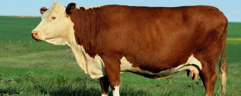 母牛流透明液体几天生小牛，母牛产后多久才会发情