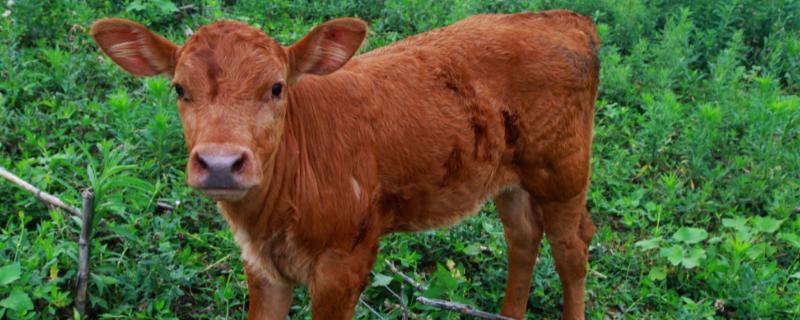 牛犊喘用什么药，是什么原因导致的