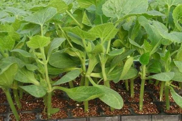 西瓜怎么种植的方法，早春西瓜育苗技术