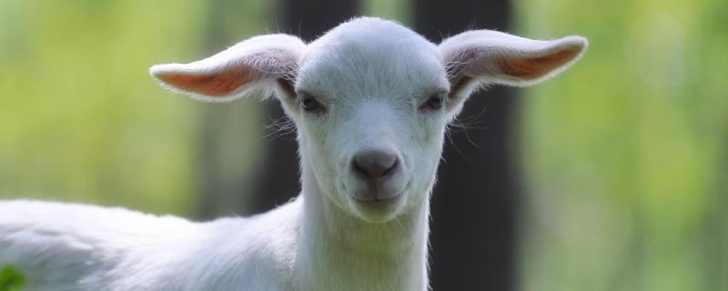 小羊低温怎么治疗，是什么原因导致的