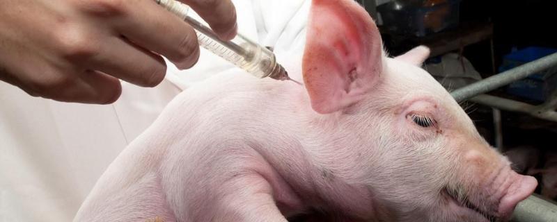 兽用维生素B一天注射几次，孕畜可以用吗
