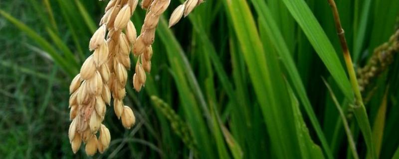 稻子和稗子的区别，稻子什么季节成熟