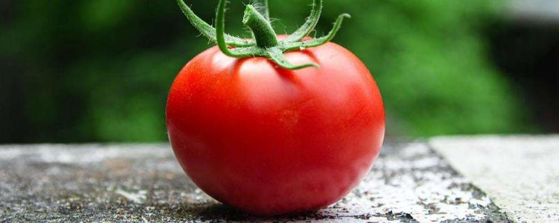 番茄根腐病最有效的治疗方法，是什么原因引起的