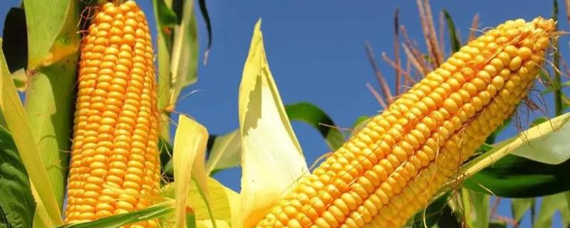 科瑞981玉米品种介绍