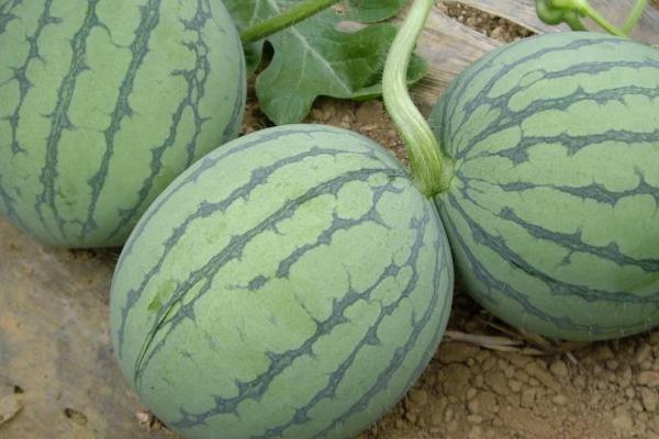 西瓜的种植时间，西瓜的种植方法