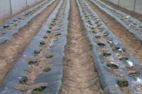 黑番茄的种植条件，黑番茄的种植方法