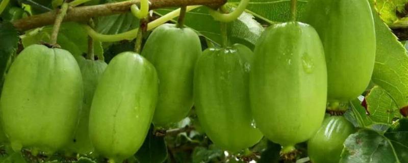 软枣猕猴桃栽培技术要点，软枣猕猴桃几年结果