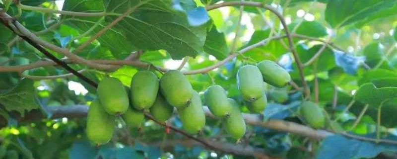 软枣猕猴桃如何种植，种几年可以结果
