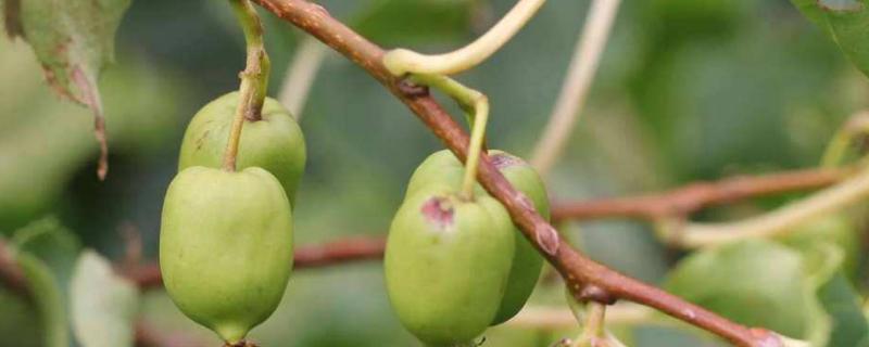 软枣猕猴桃什么时候成熟，附种植方法