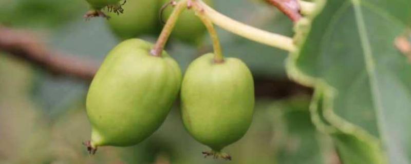 软枣猕猴桃产地，如何种植